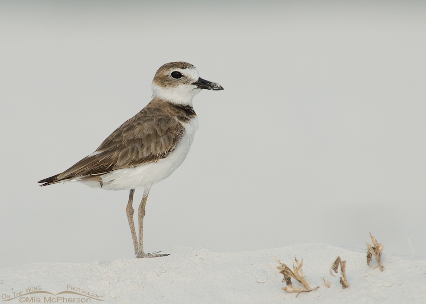 Adult Wilson's Plover on snow white sand