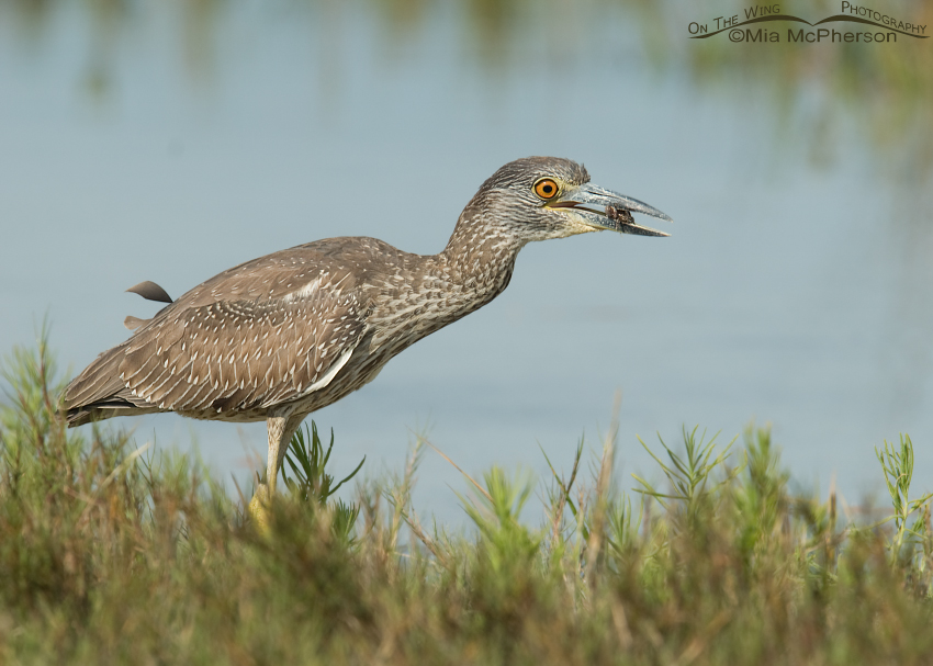 Immature Yellow-crowned Night Heron with a crab
