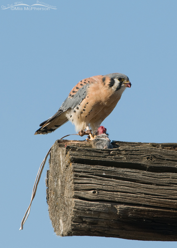 Male American Kestrel, escaped Falconry bird with jesses attached. This particular escaped falconry bird escaped twice and was found both times near Farmington Bay WMA.