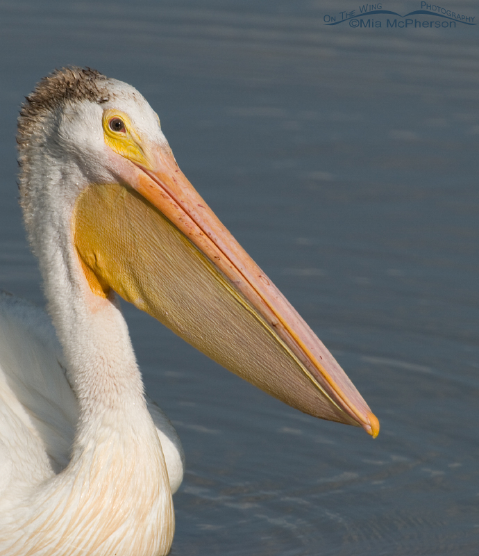 American White Pelican Close up