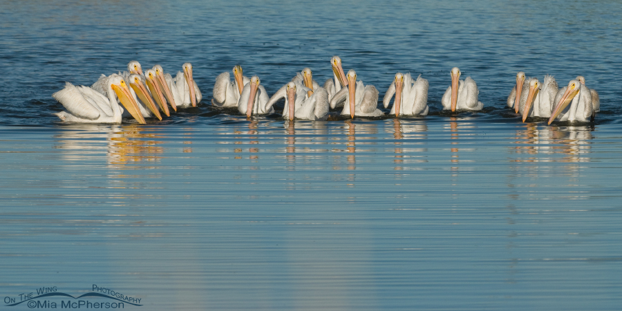 American White Pelicans - Class Picture
