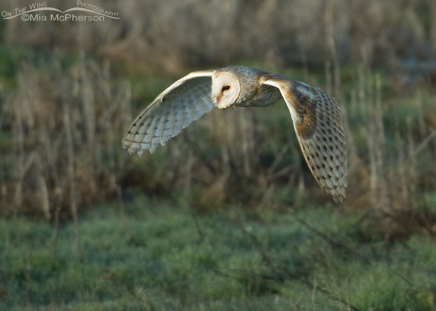 Barn Owl in flight over a marsh