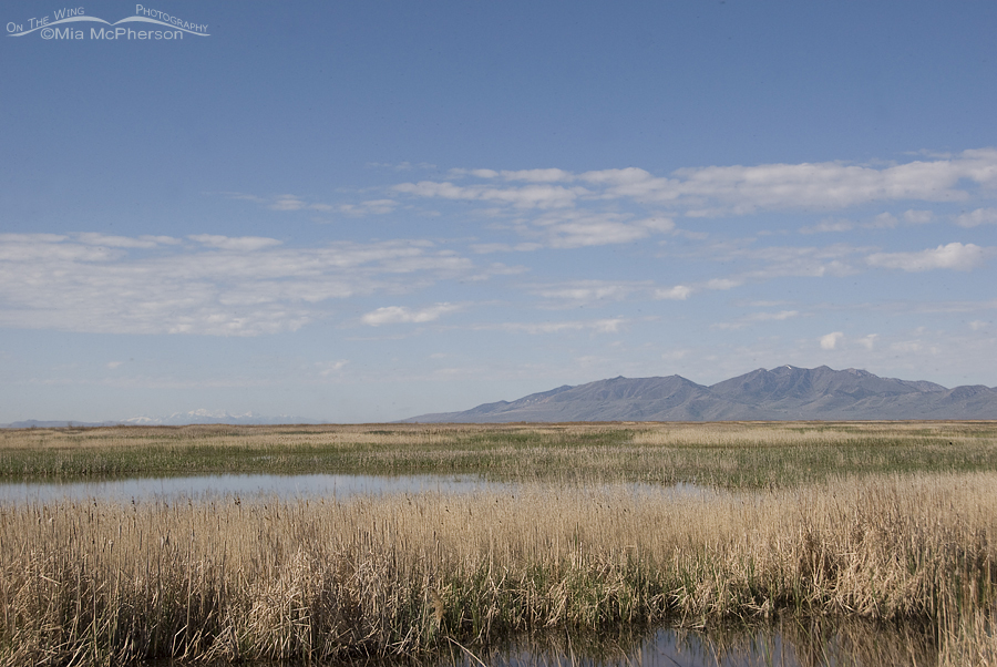 Bear River National Wildlife Refuge - What a view!
