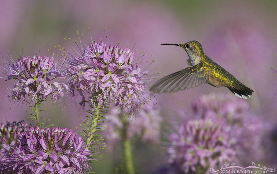 Black-chinned Hummingbird and Rocky Mountain Bee Plant