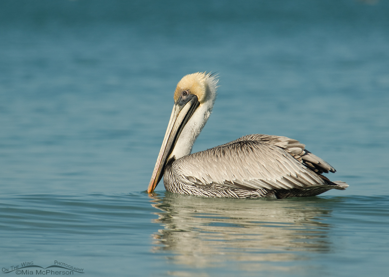 Brown Pelican adult floating on the Gulf of Mexico
