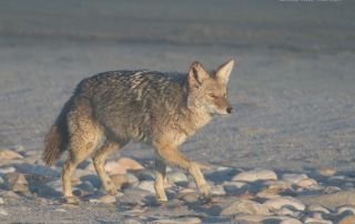 Coyote in a Great Salt Lake lake fog