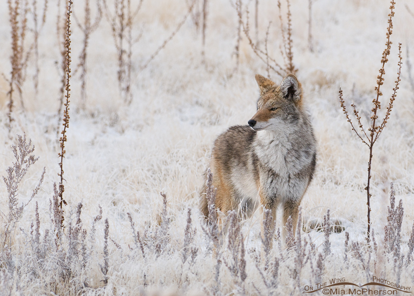 A Coyote on a frosty morning