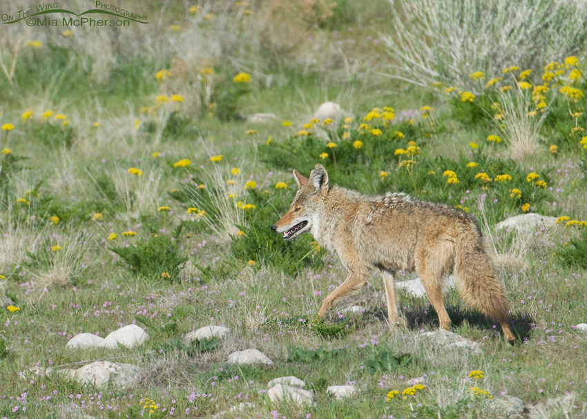 Coyote surrounded by Gray's Biscuitroot on Antelope Island