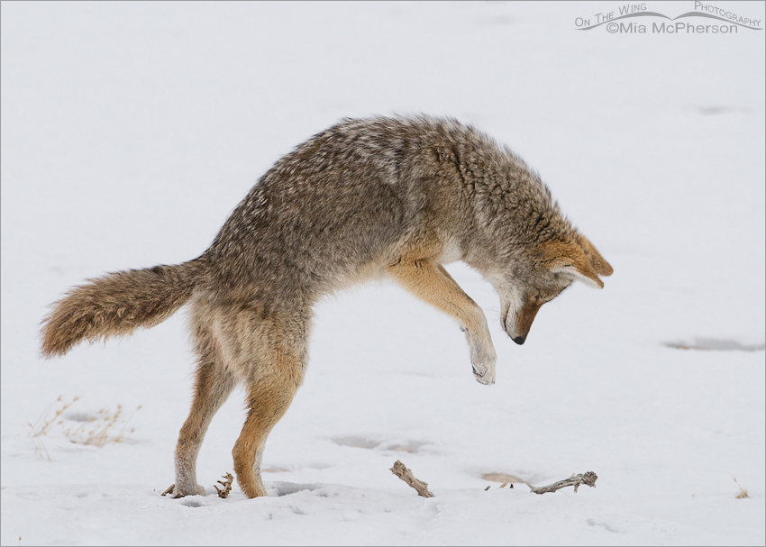 Coyote in a pounce position