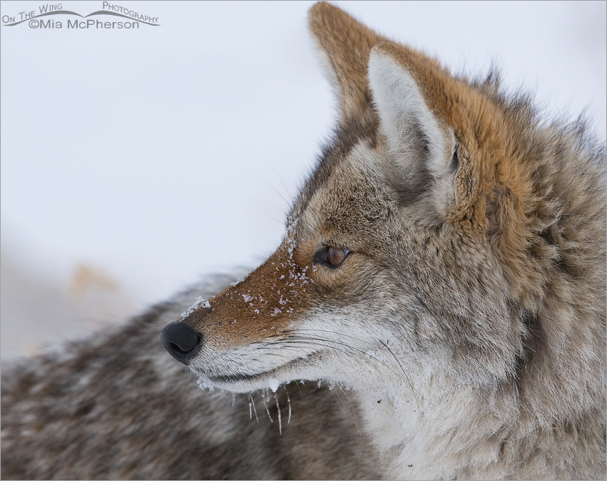 Winter Coyote portrait
