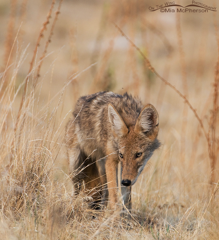 Close up of Coyote pup