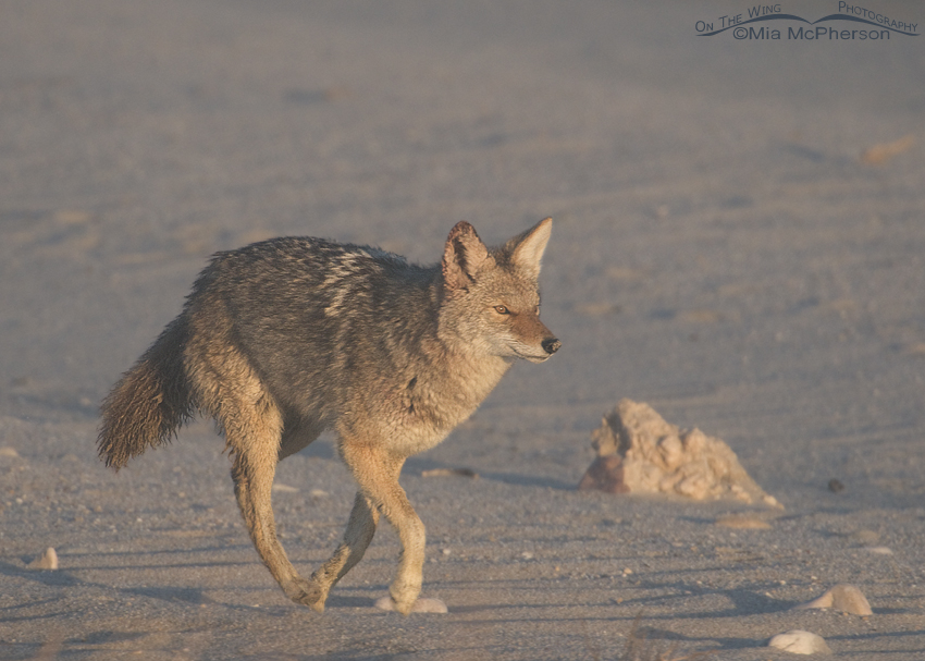 Coyote running in a fog along the Great Salt Lake