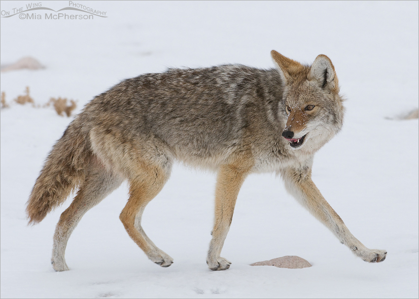 A Coyote licking its chops