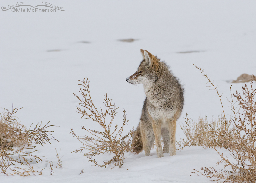 Coyote on the shore of the Great Salt Lake