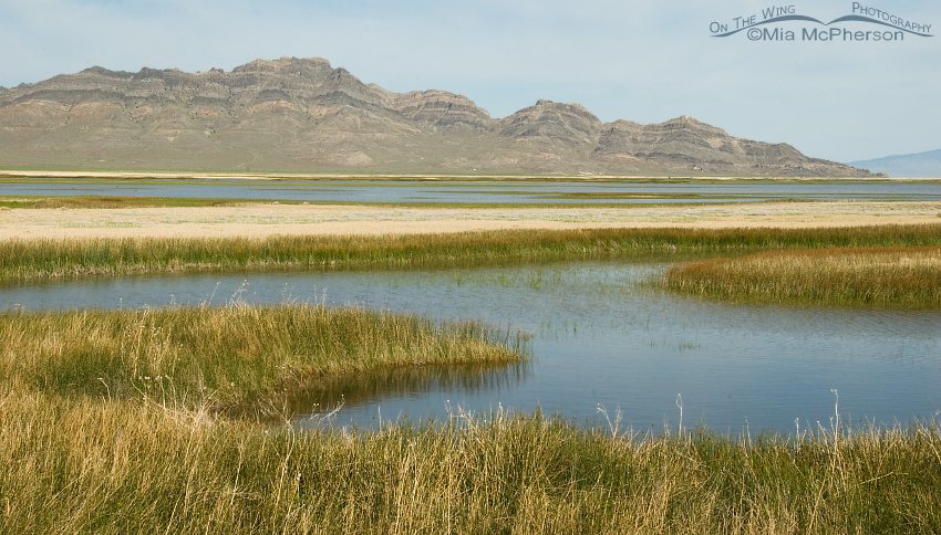 On the Fish Springs National Wildlife Refuge, West Desert, Juab County, Utah