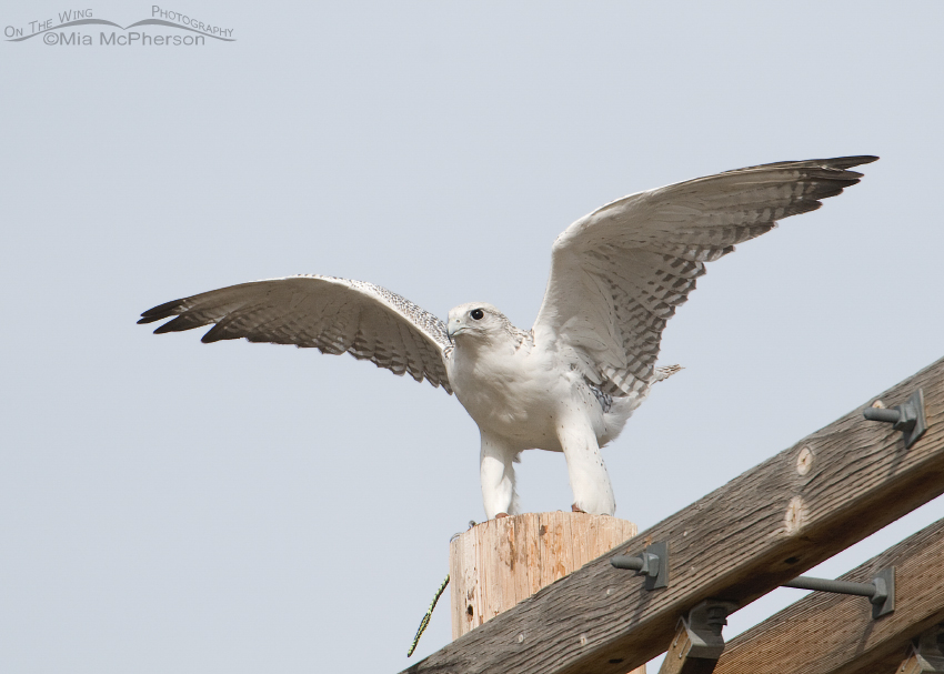 Gyrfalcon getting ready to lift off - Escaped Falconry Bird
