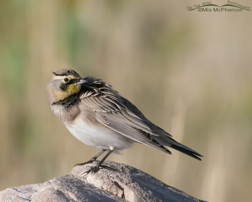 Horned Lark and the Paparazzi pose