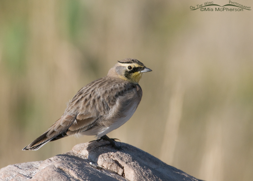 Horned Lark finished with grooming, Antelope Island State Park, Davis County, Utah