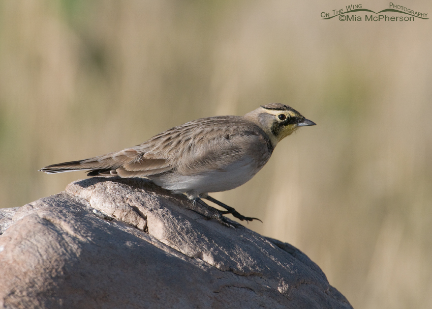 Horned Lark about to fly off from a long preening session. Antelope Island State Park, Davis County, Utah
