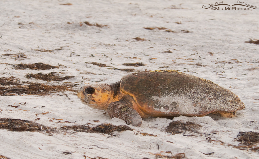 Female Loggerhead Turtle leaving her nest site at Fort De Soto County Park