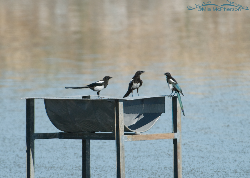 Black-billed Magpies near Willet young