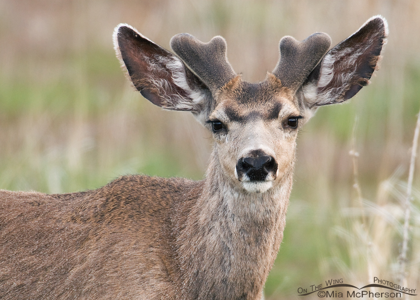 Mule Deer in velvet, Antelope Island State Park, Davis County, Utah