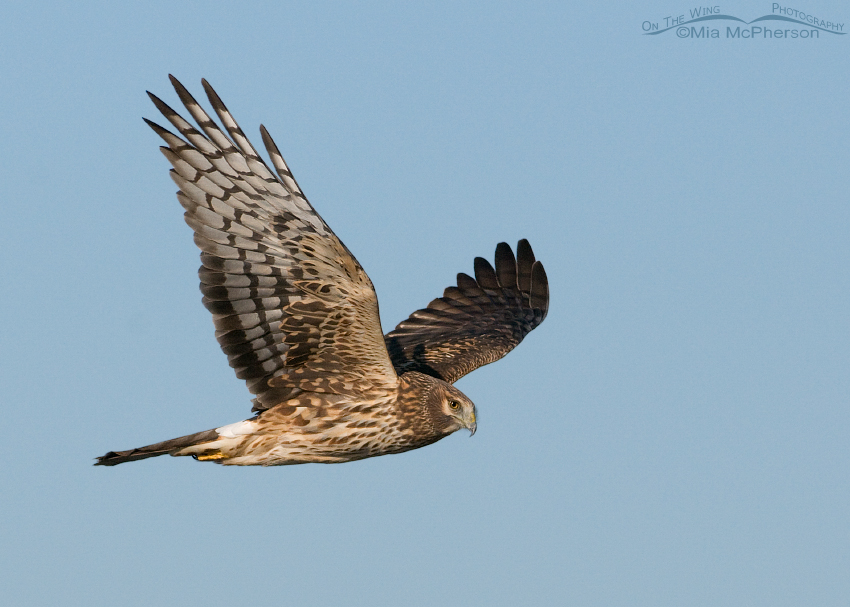 Northern Harrier female flying along Antelope Island Causeway