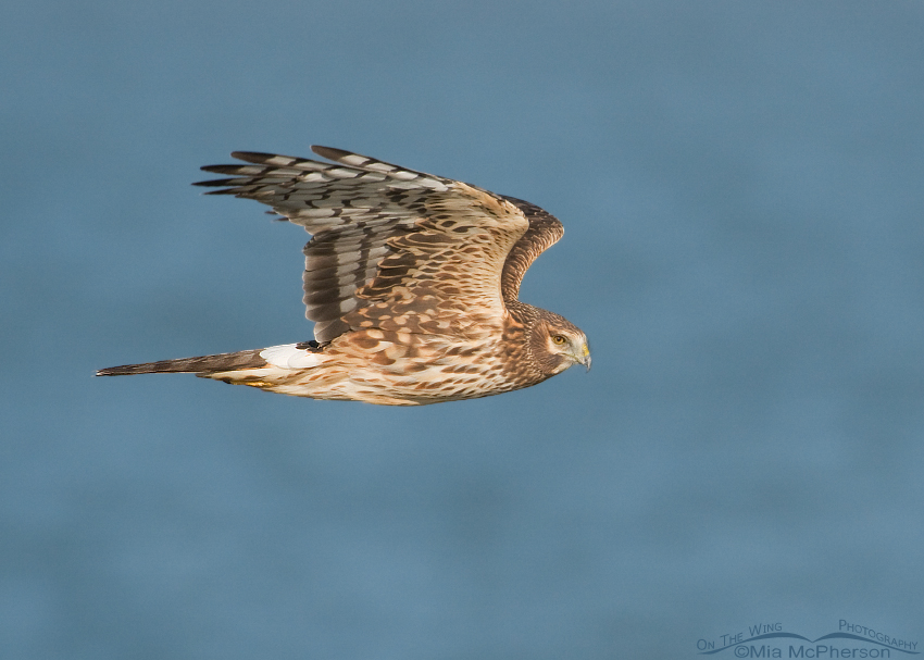 Northern Harrier with the Great Salt Lake in the background