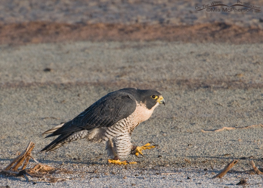 Escaped Peregrine Falcon