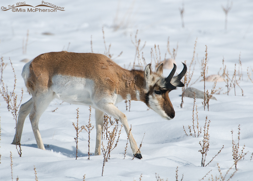 Pronghorn buck in winter
