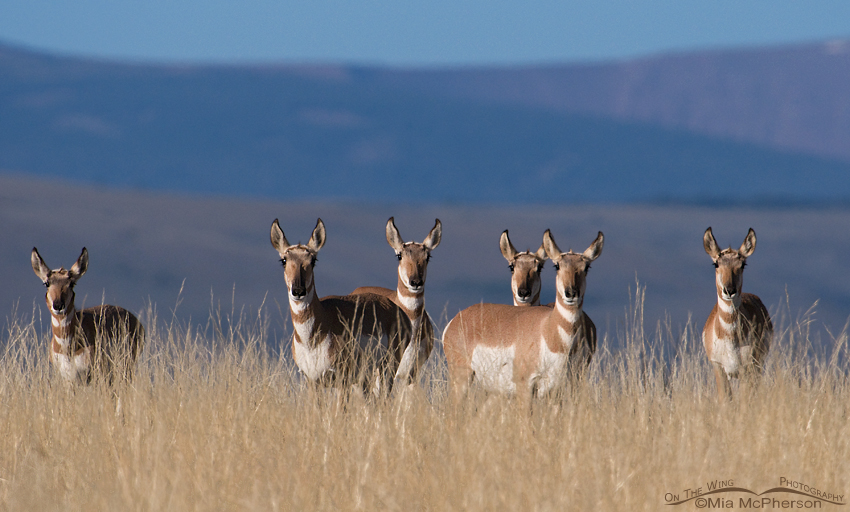Pronghorn does on an Antelope Flat hillside