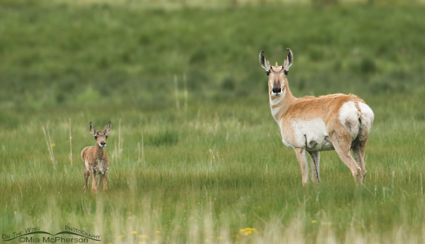 Adult Pronghorn with young