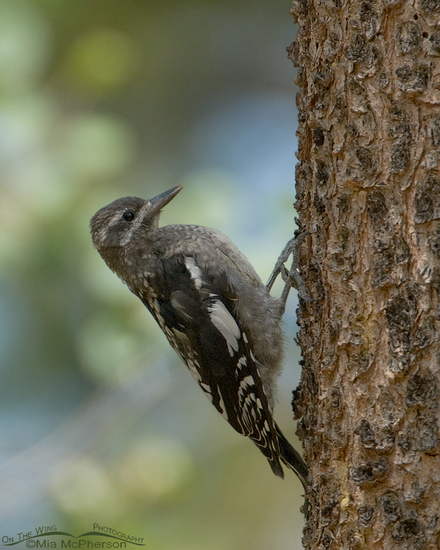 Juvenile Red-naped Sapsucker in the Uintas, Ashley National Forest, Summit County, Utah