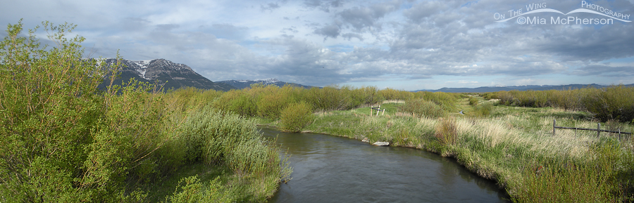 Red Rock Creek panorama, Red Rock Lakes National Wildlife Refuge, Centennial Valley, Beaverhead County, Montana