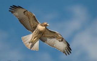 Juvenile Red-tailed Hawk in flight
