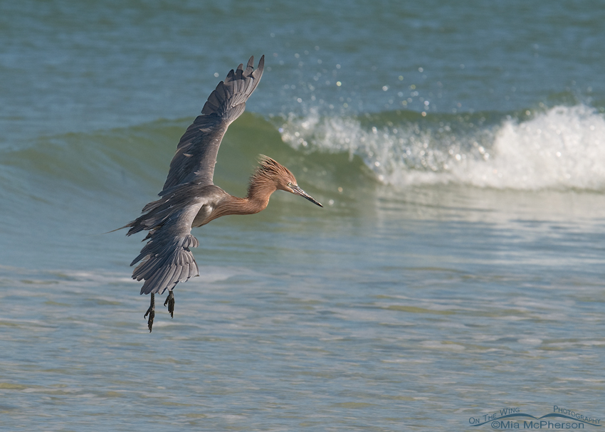 Reddish Egret landing