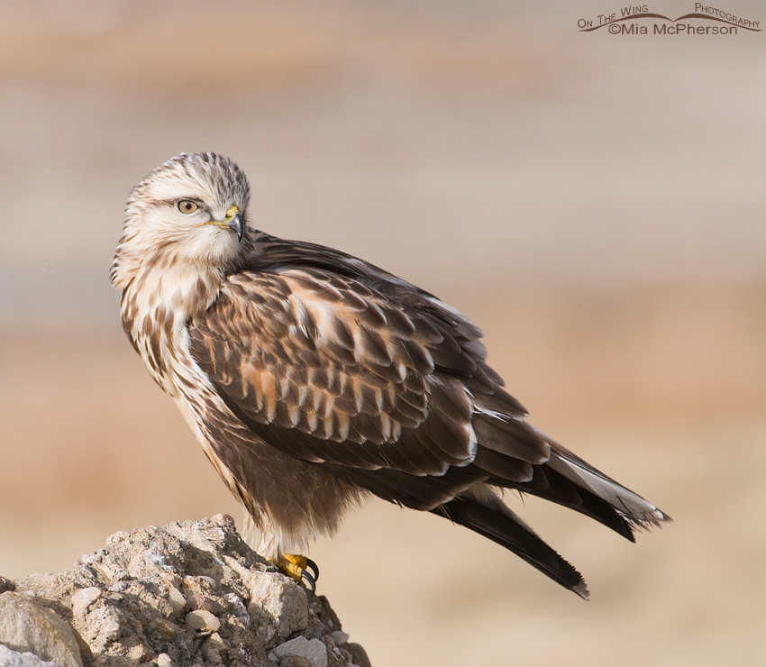 Side view of a Rough-legged Hawk