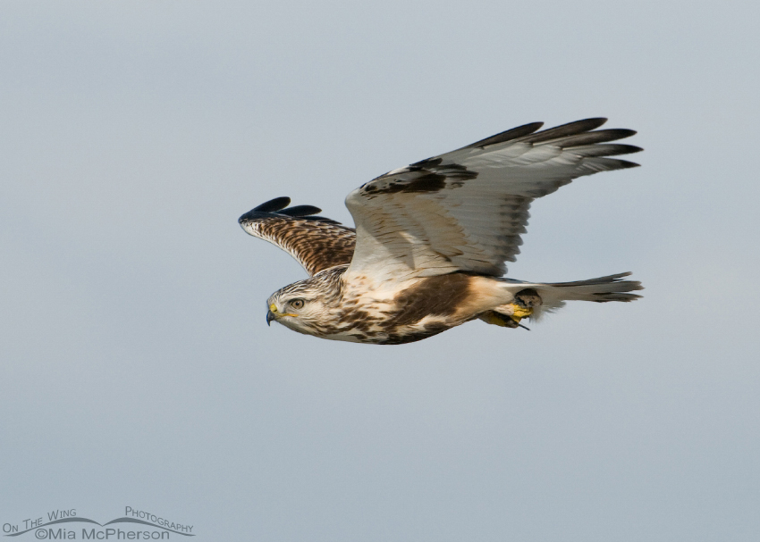 A Rough-legged Hawk in flight with a Vole