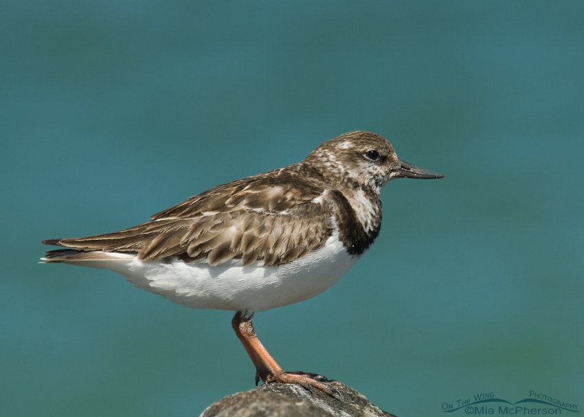 Ruddy Turnstone in nonbreeding plumage, Fort De Soto County Park, Pinellas County, Florida
