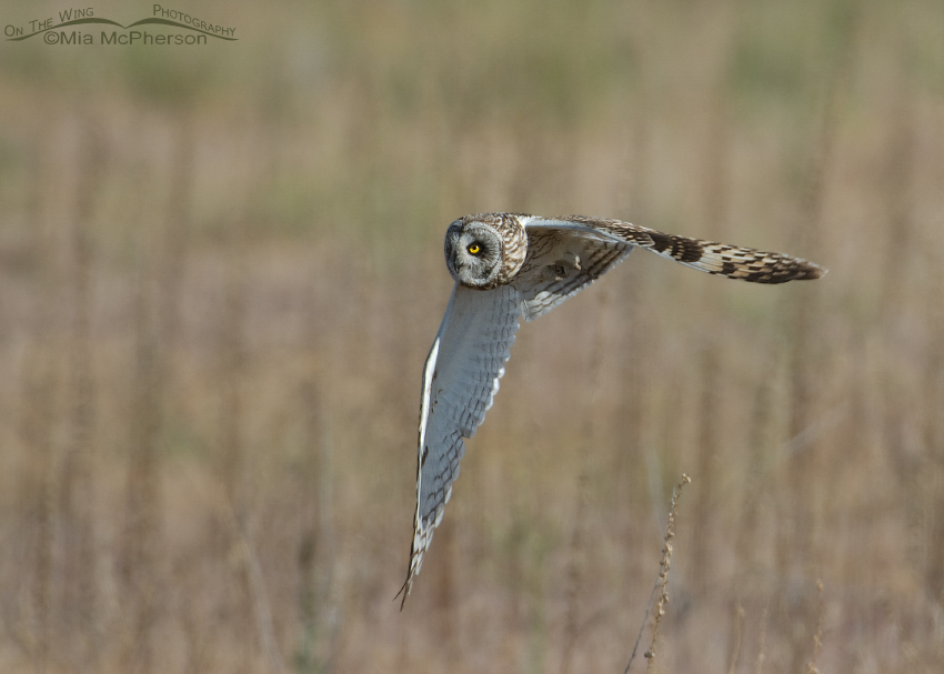 Short-eared Owl flying over a field on Antelope Island State Park