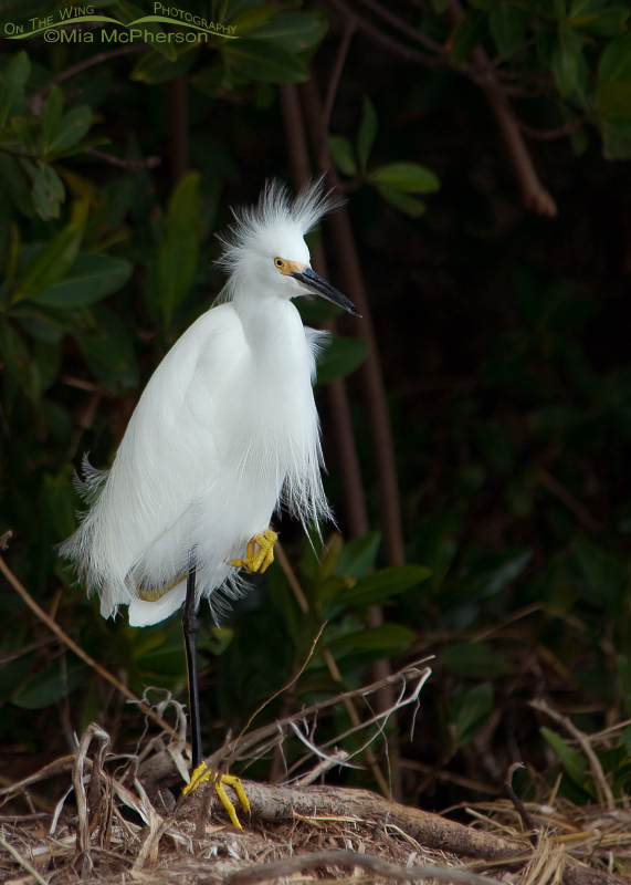 Snowy Egret resting in the mangroves at the north beach of Fort De Soto County Park, Pinellas County, Florida