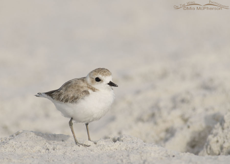 Snowy Plover on a sugar sand beach, Fort De Soto County Park, Pinellas County, Florida