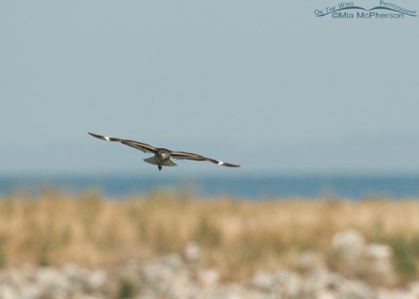 Willet in flight after flying towards Black-billed Magpies