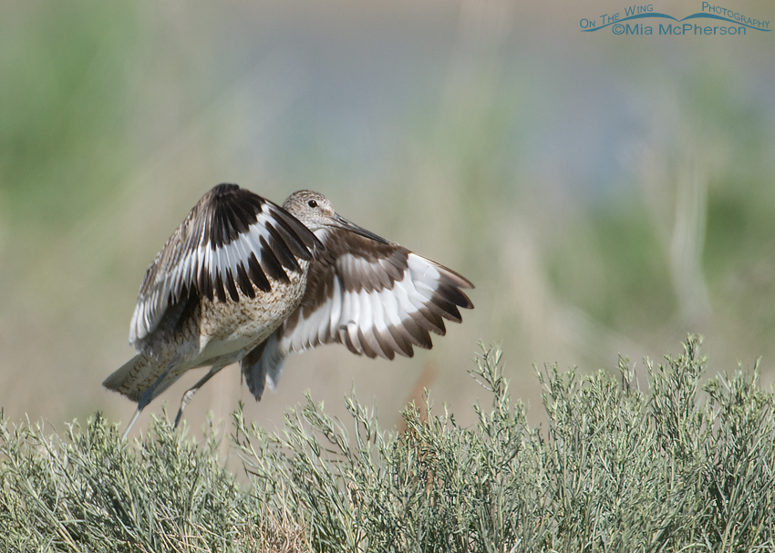 Willet lift off from a Rabbitbrush