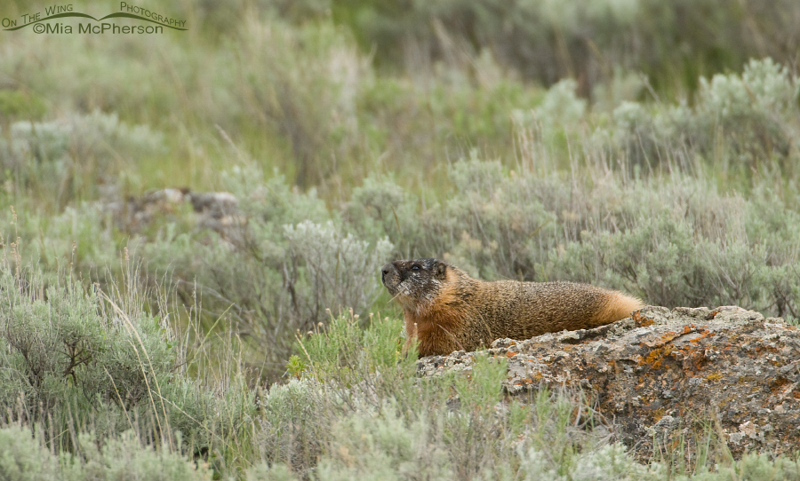 Yellow-bellied Marmot at Red Rock Lakes NWR