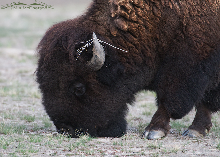 Close up of a an American Bison