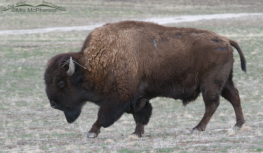 An American Bison in early spring