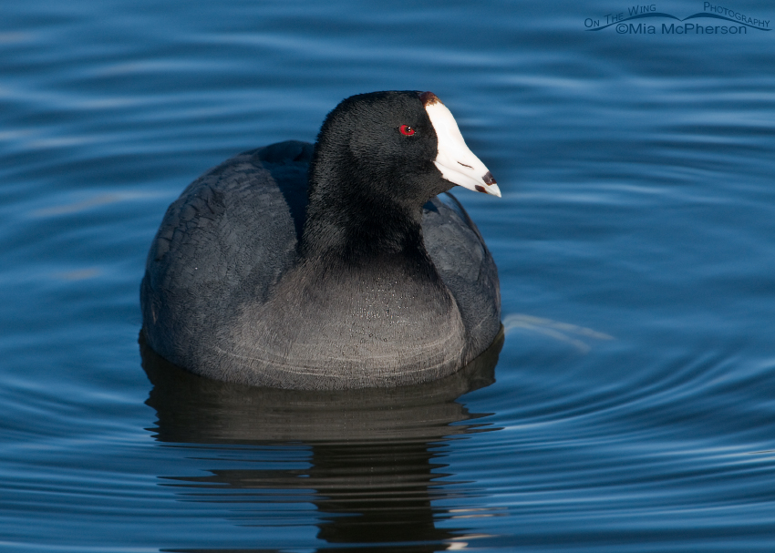 American Coot at Willow Pond