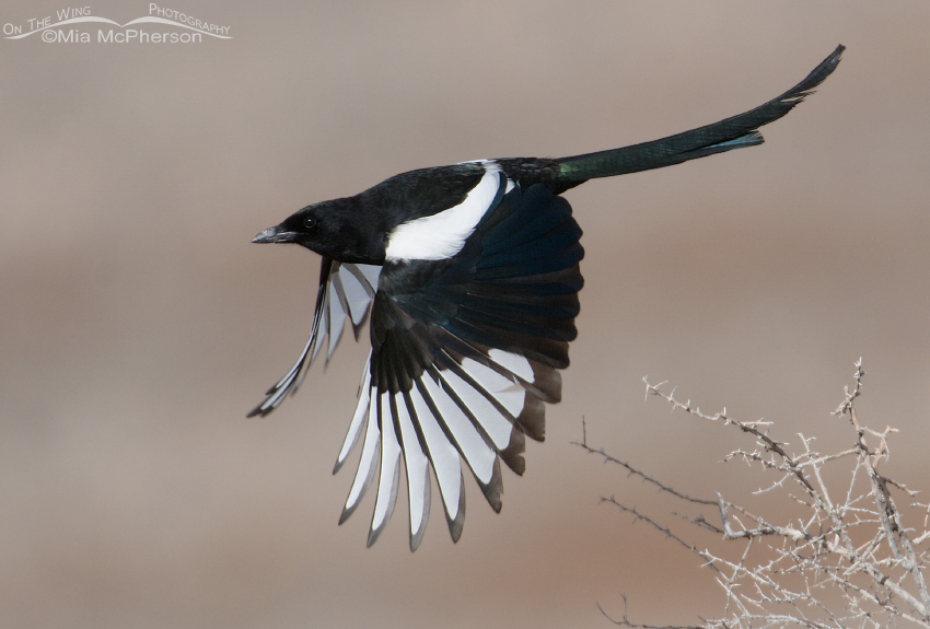 Black-billed Magpie in flight in Davis County