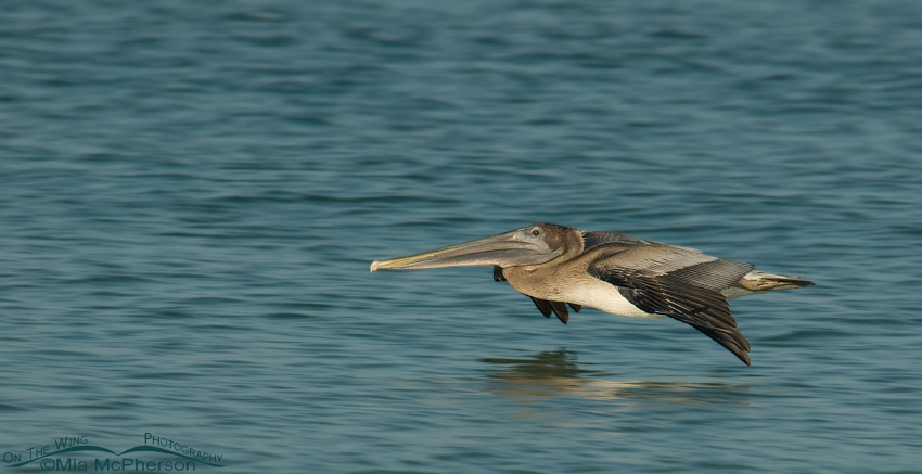 Juvenile Brown Pelican gliding over the Gulf of Mexico